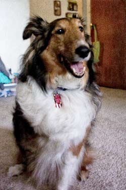 Shadow Pet Rescue Wichita Kansas